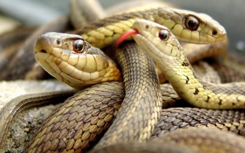Nằm mơ thấy rắn mang nhiều điềm báo khác nhau